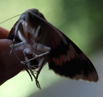 Farfalla (notturna?) da identificare